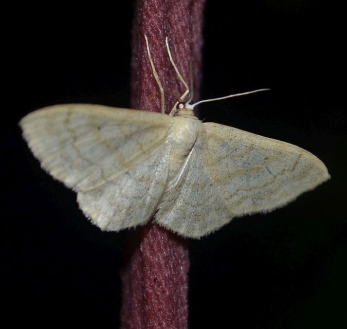 Idaea deversaria - egyszínű sávosaraszoló