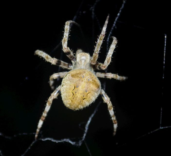 Araneus circe/angulatus