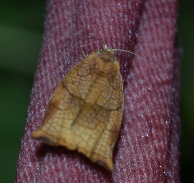 Archips podana - dudvarágó sodrómoly
