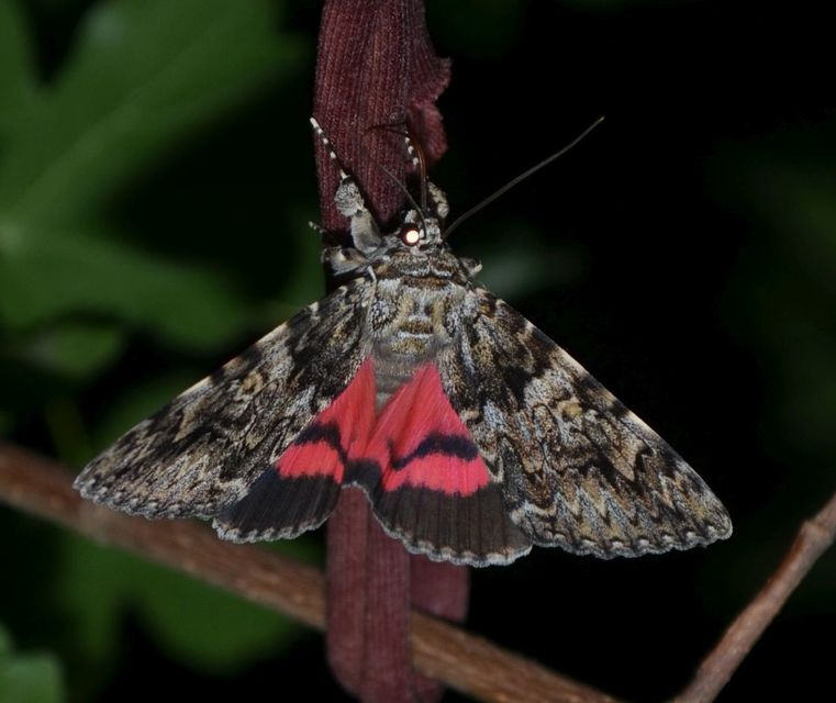 Catocala promissa - kis tölgyfa-övesbagoly