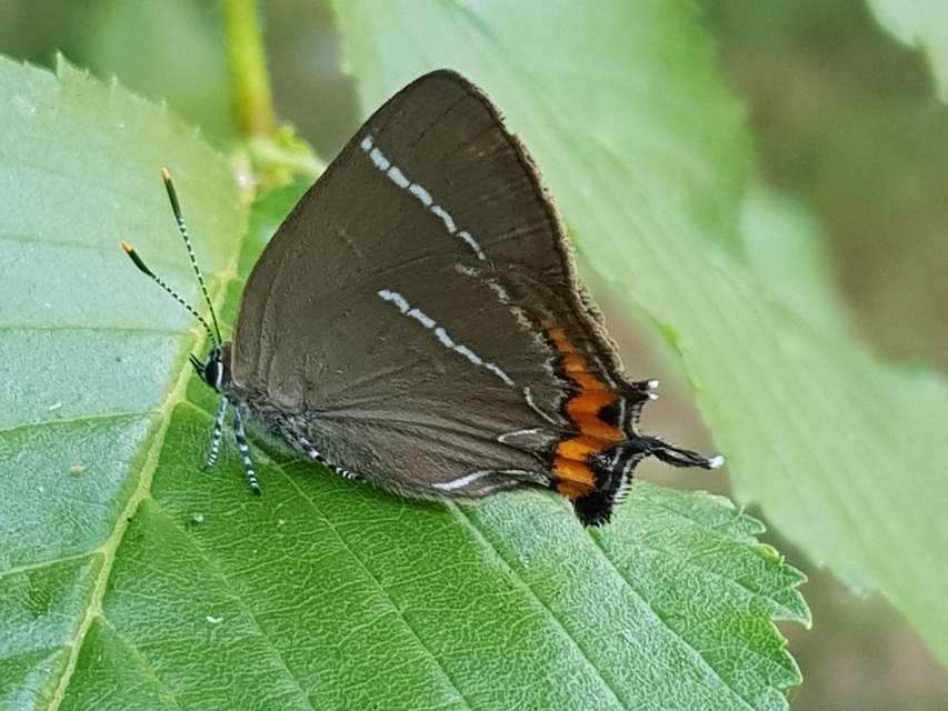 Satyrium w-album - szilfa-csücsköslepke