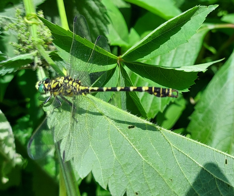 Onychogomphus forcipatus - gyűrűs folyami-szitakötő
