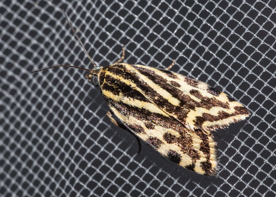 Emmelia trabealis - zebrabagoly