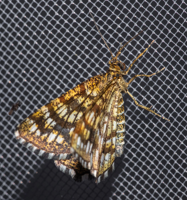 Chiasmia clathrata - rácsos rétiaraszoló
