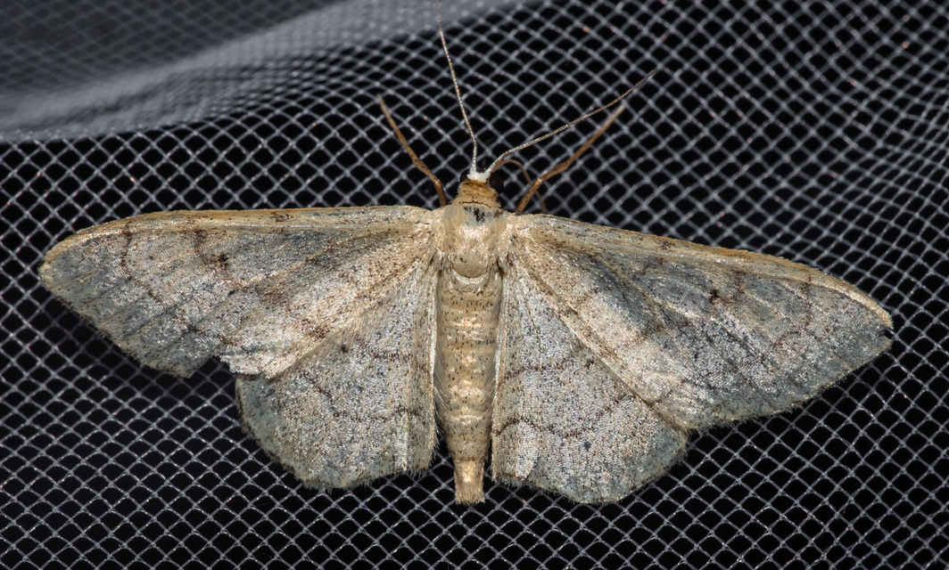 Idaea aversata - nagy sávosaraszoló
