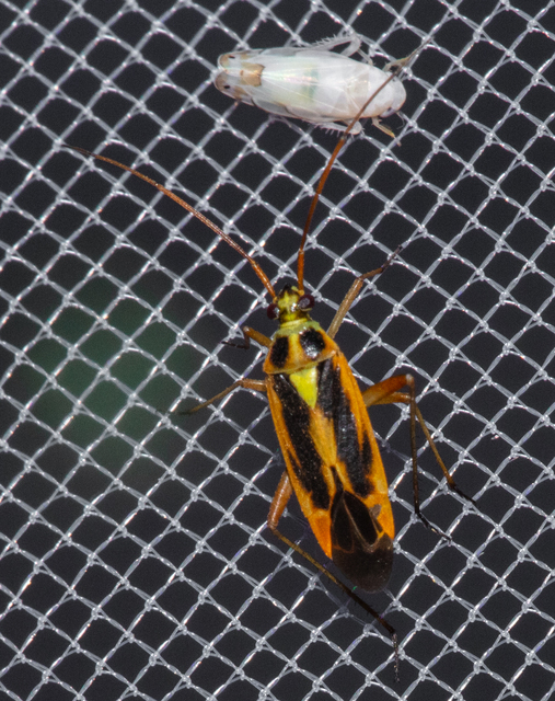Stenotus binotatus - kétfoltos mezeipoloska