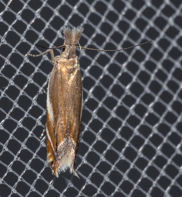 Sophronia sicariellus - ürömfonó sarlósmoly