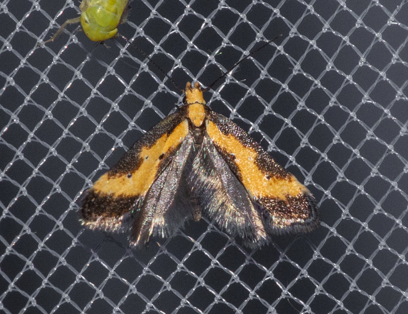Brachmia dimidiella - citromkocsord-lápimoly