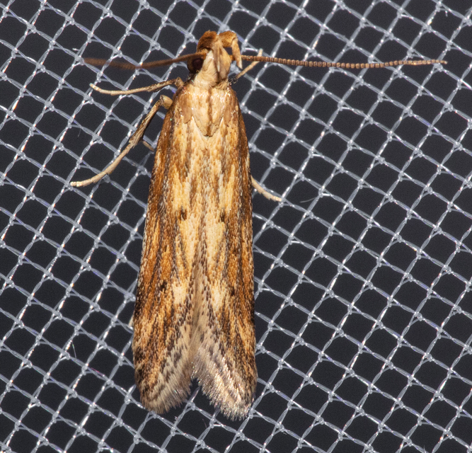 Metzneria