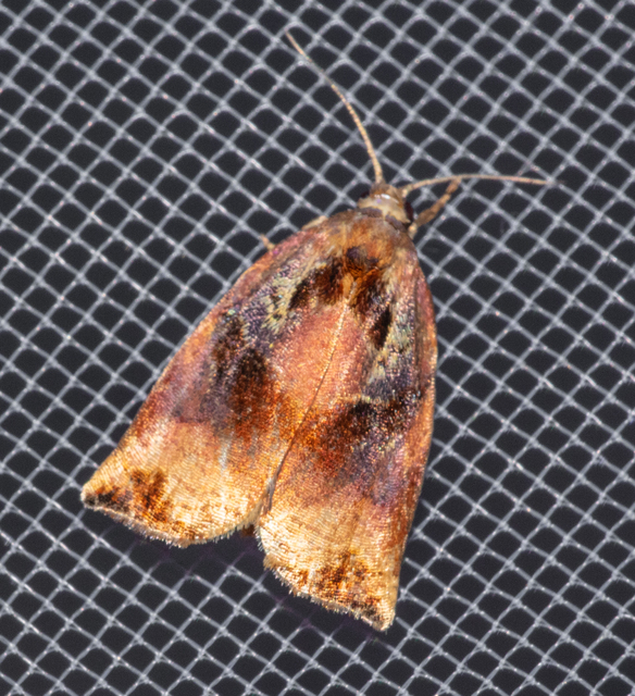 Archips podana - dudvarágó sodrómoly