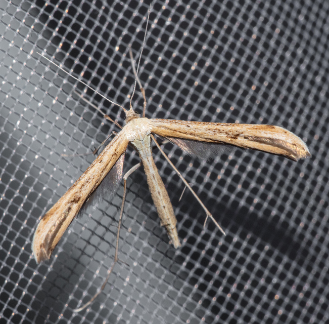 Pterophoridae - tollasmolyfélék