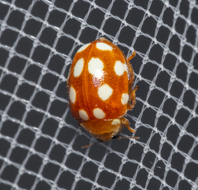 Vibidia duodecimguttata - tizenkétcseppes füsskata