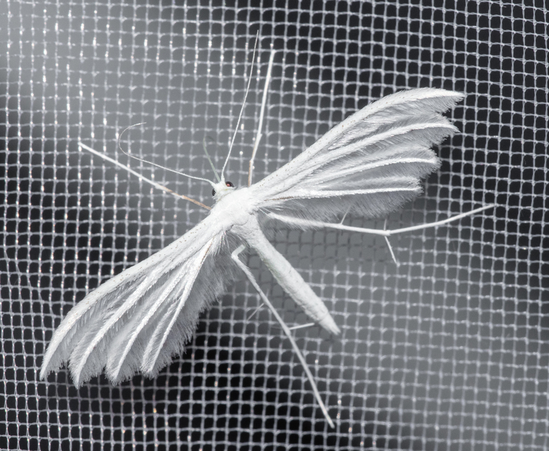 Pterophorus pentadactyla - fehér tollasmoly