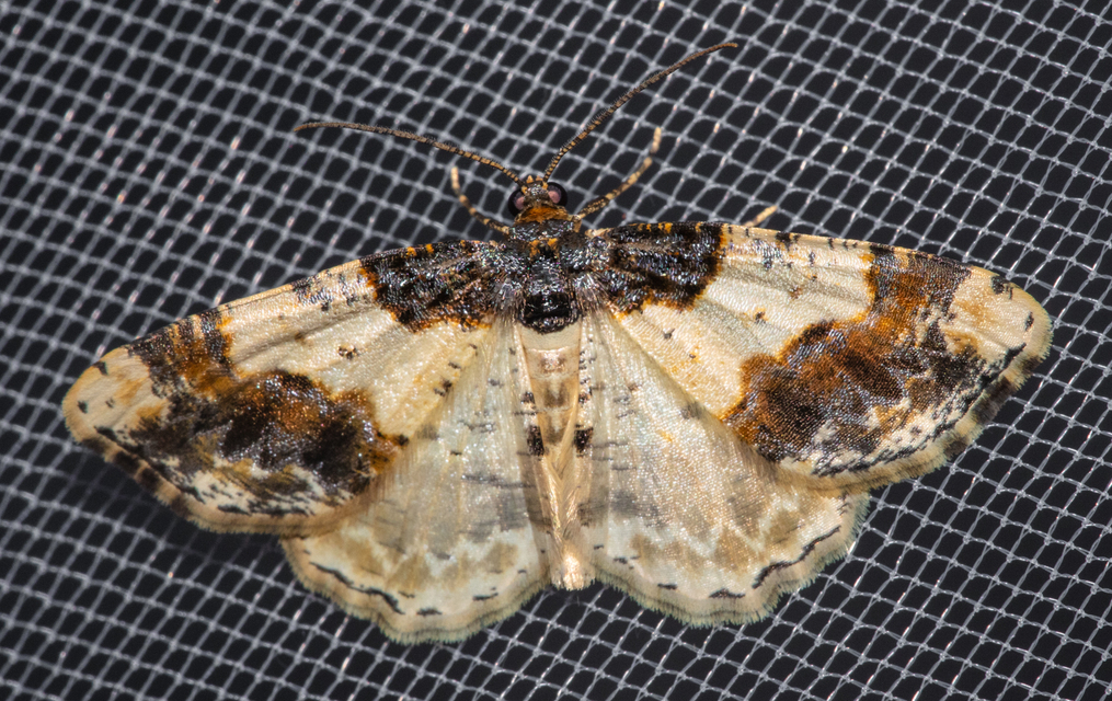 Ligdia adustata - barna levélaraszoló