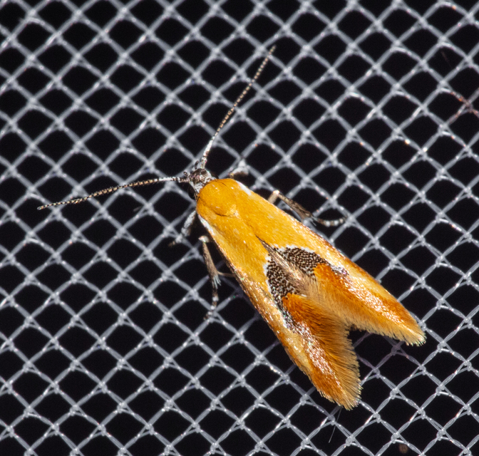 Batia internella/lambdella