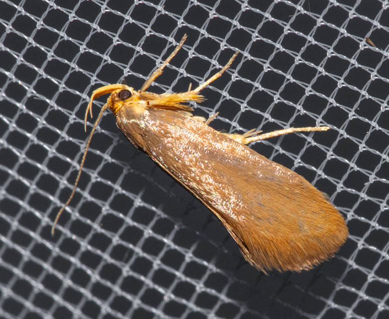 Crassa tinctella/unitella