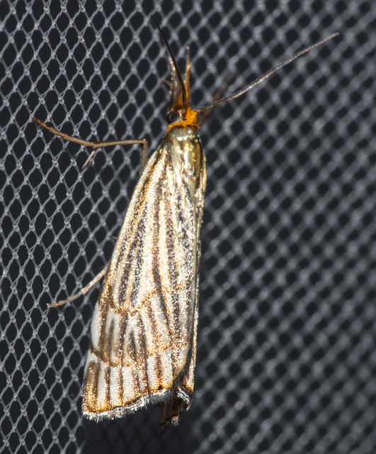Chrysocramboides craterella - rácsos fűgyökérmoly