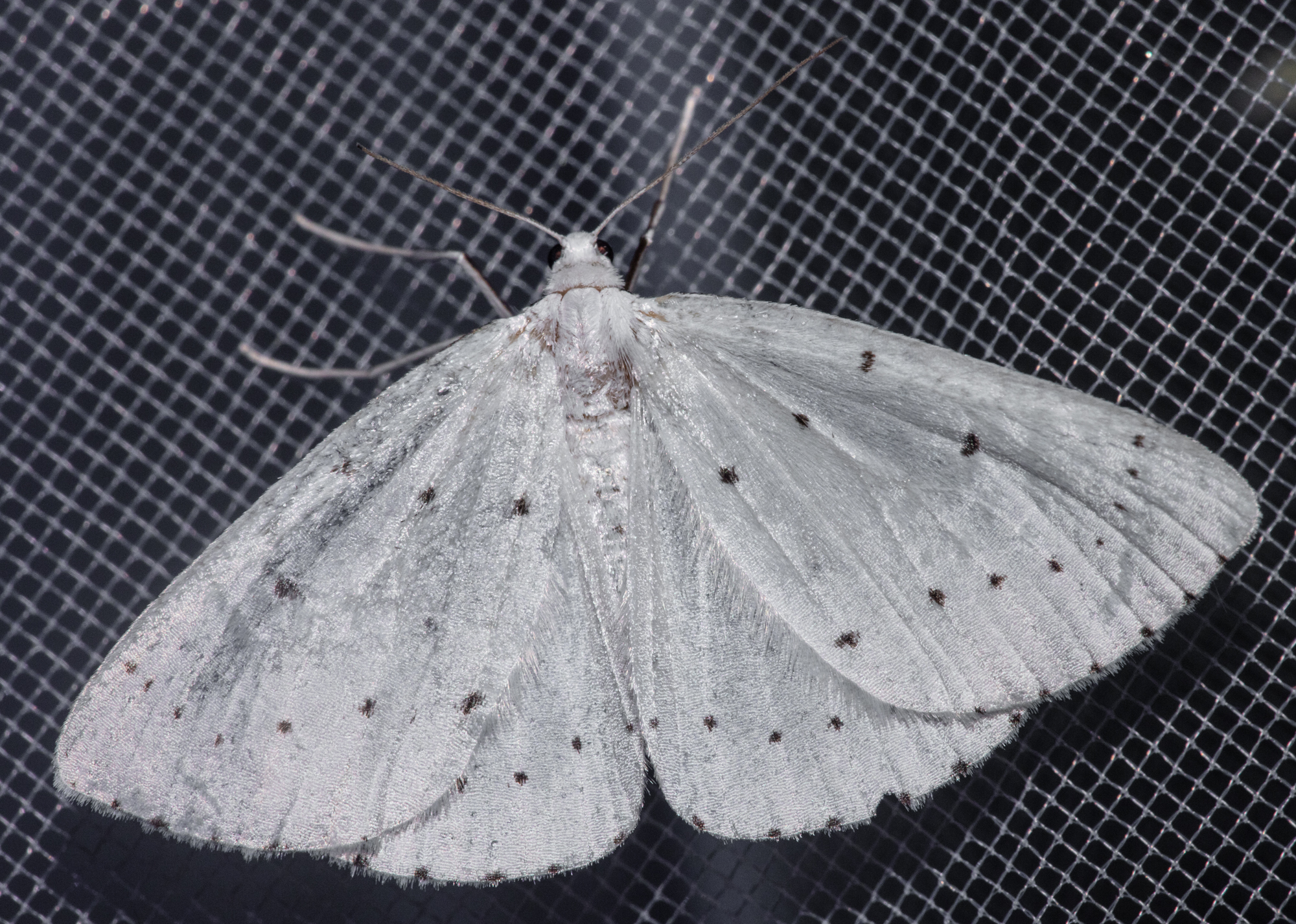 Orthostixis cribraria - pettyes fehéraraszoló