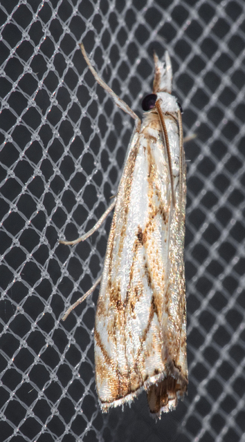 Catoptria falsella - hálós fűgyökérmoly