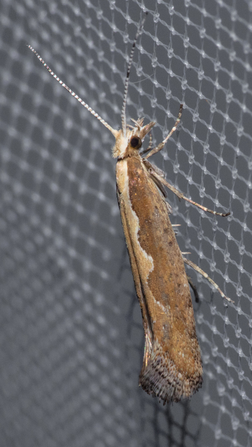 Plutella xylostella - káposztamoly