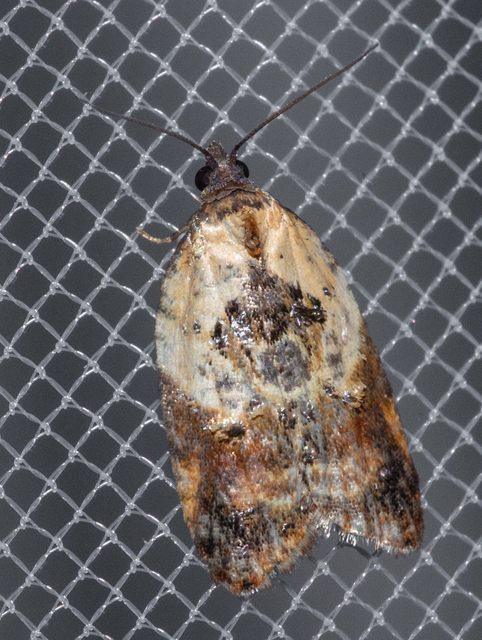 Acleris variegana - tarka levélmoly