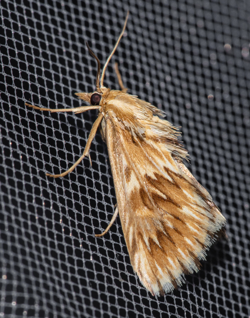 Cynaeda dentalis - gyakori ciframoly