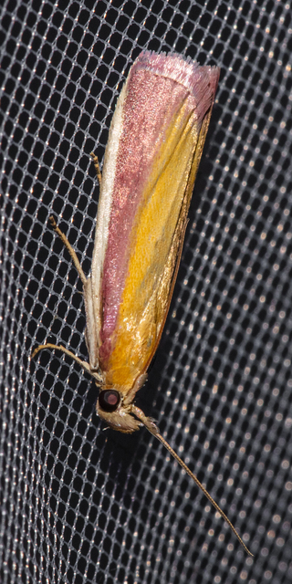 Oncocera semirubella - lucernamoly
