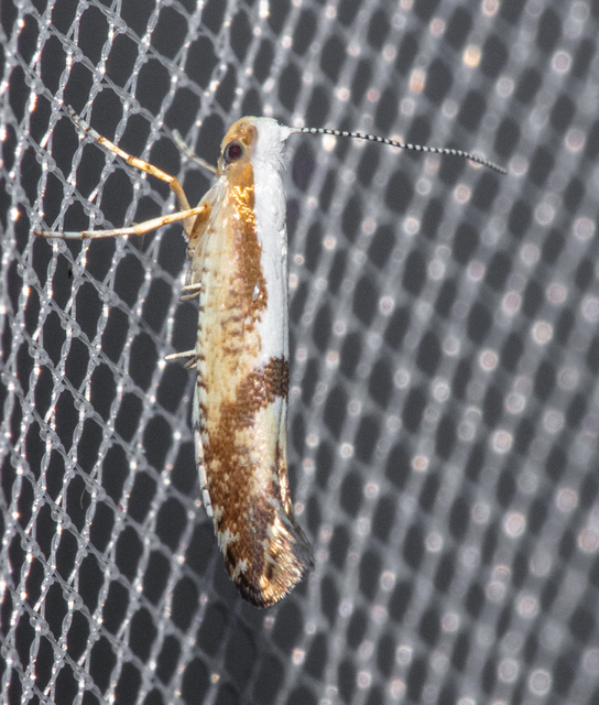 Argyresthia