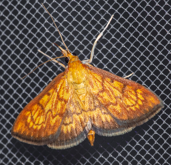 Ecpyrrhorrhoe rubiginalis - rozsdavörös tűzmoly