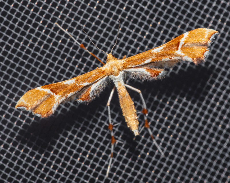 Cnaemidophorus rhododactyla - rózsabogyó-tollasmoly