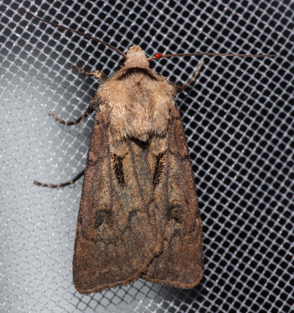 Agrotis exclamationis - felkiáltójeles földibagoly