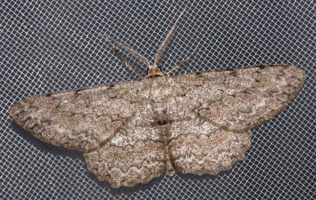 Hypomecis punctinalis - pettyes faaraszoló