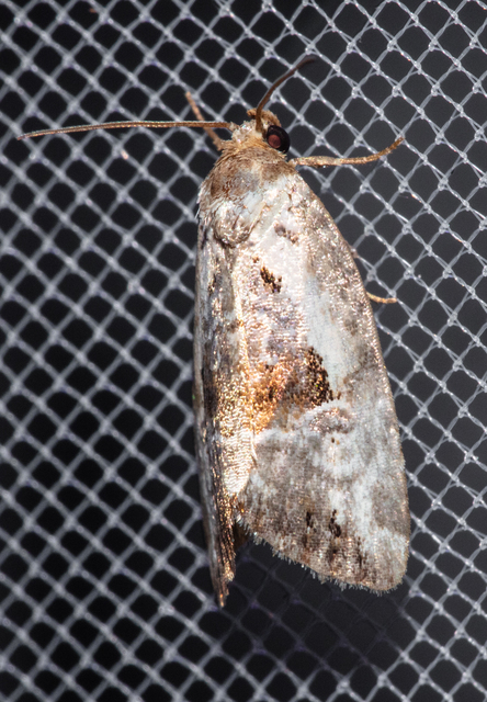 Hapalotis venustula - rózsaszínű mázasbagoly