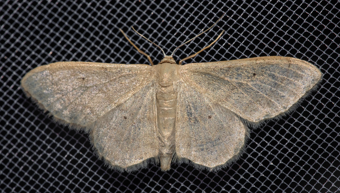 Idaea straminata - szalmasárga sávosaraszoló