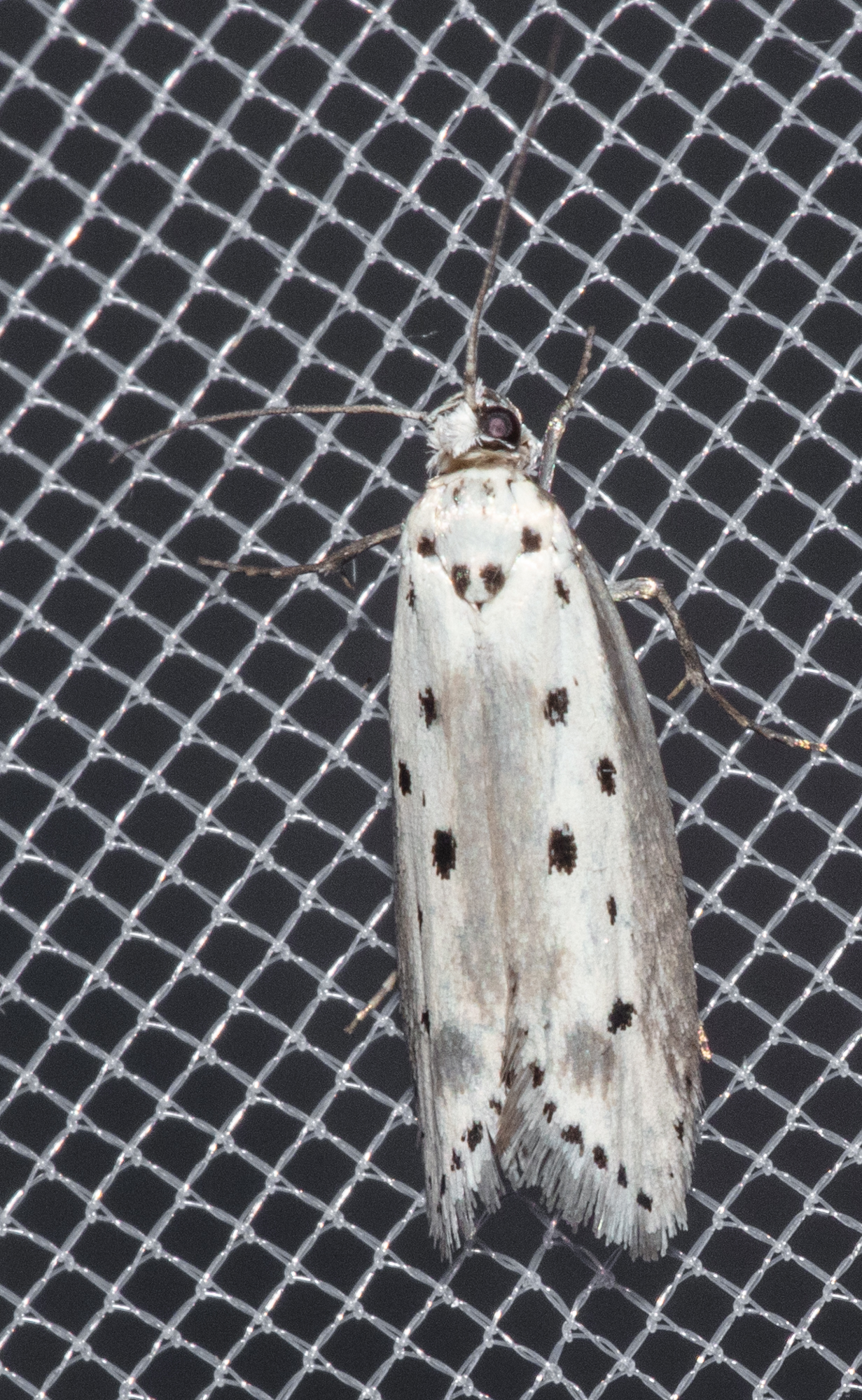 Ethmia terminella - hatpettyes feketemoly