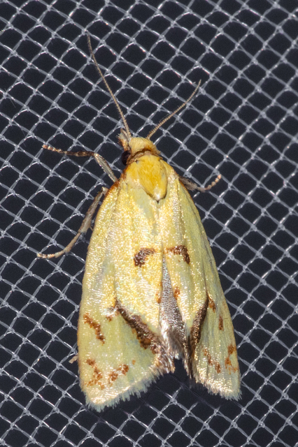Agapeta hamana - közönséges sárgamoly