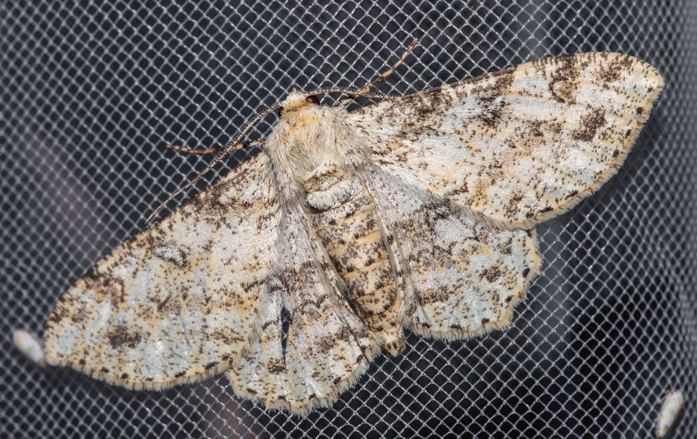 Ascotis selenaria - holdas faaraszoló