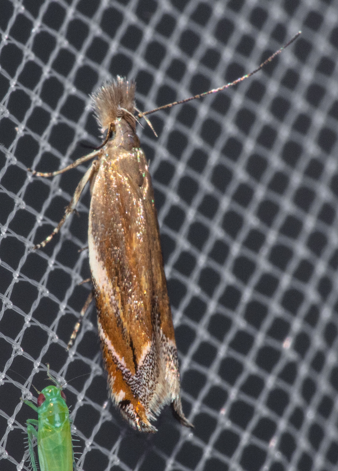 Sophronia sicariellus - ürömfonó sarlósmoly