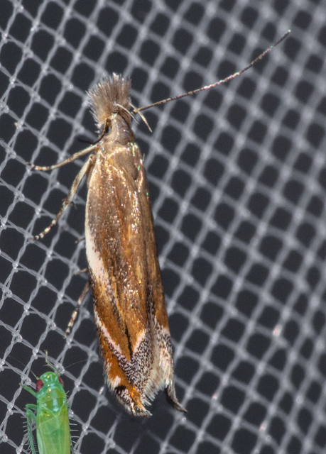 Sophronia sicariellus - ürömfonó sarlósmoly