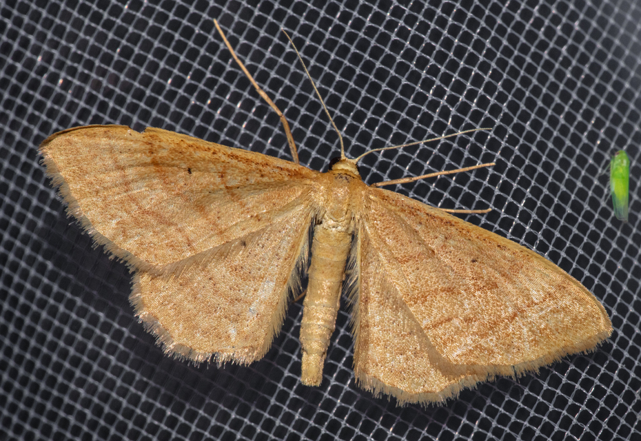 Idaea rufaria - vörhenyes sávosaraszoló