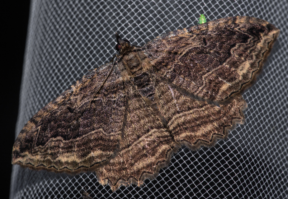 Philereme transversata - varjútövis-araszoló