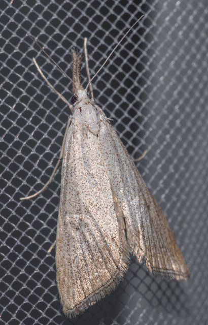 Pseudobissetia terrestrellus - kukorica-fúrómoly