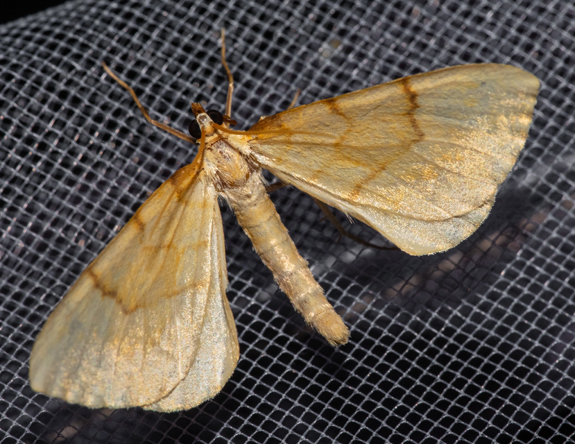 Eulithis pyraliata - sárga galajaraszoló