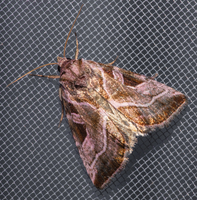 Eucarta virgo - mocsári ametisztbagoly