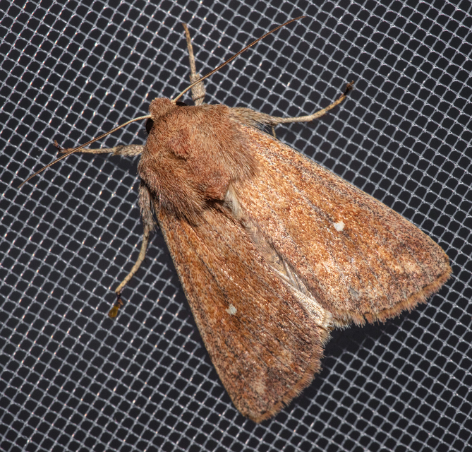 Mythimna albipuncta - fehérpettyes rétibagoly