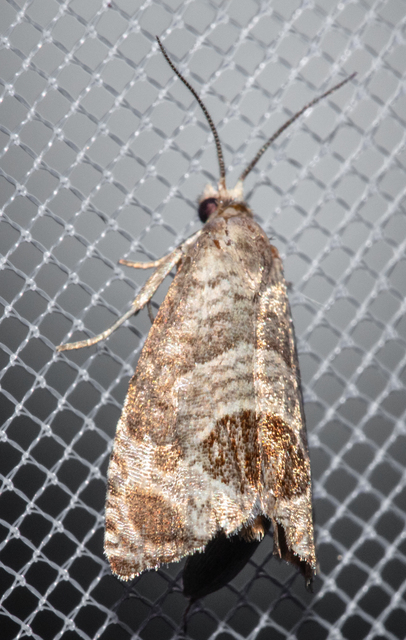 Notocelia uddmanniana - málnasodró tükrösmoly