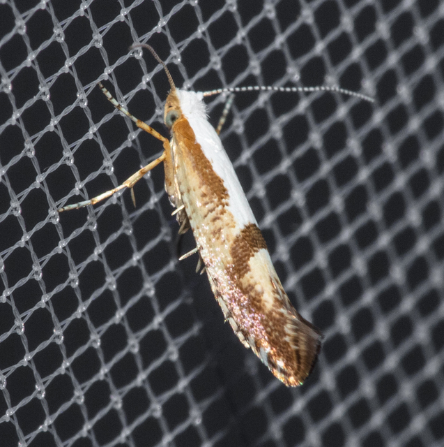 Argyresthia
