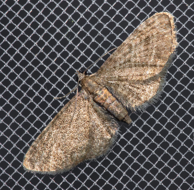 Eupithecia haworthiata - rozsdástestű törpearaszoló