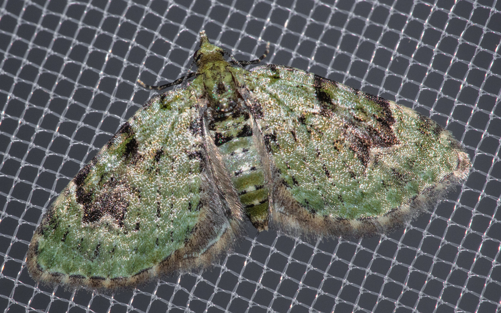 Chloroclystis v-ata - zöldes törpearaszoló