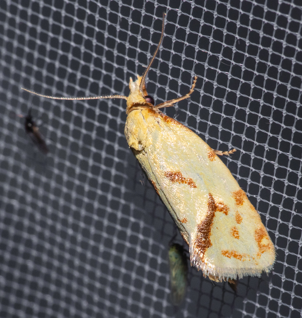 Agapeta hamana - közönséges sárgamoly